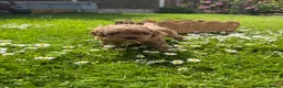 Cockapoo dogs for sale: Wonderful healthy puppies can go to new homes  - Advert 27