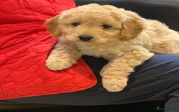 Labradoodle dogs for sale: Beautiful miniature labradoodle puppies - Image 1