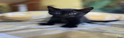 Mixed Breed cats for sale: Beautiful Kittens Looking for Their Forever Homes in Westcliff-on-Sea - Advert 4