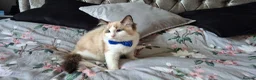 Ragdoll cats for sale: 3 TICA Registered Males for Sale. READY NOW - Advert 12