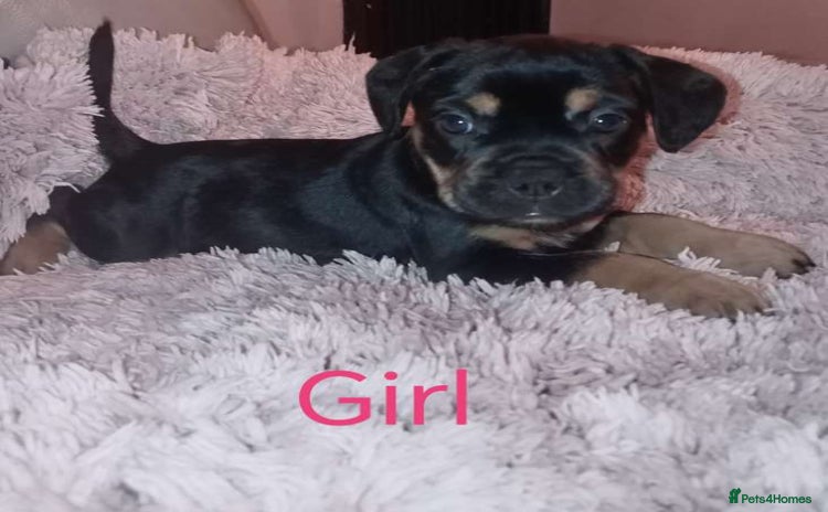 Mixed Breed dogs - Advert 3