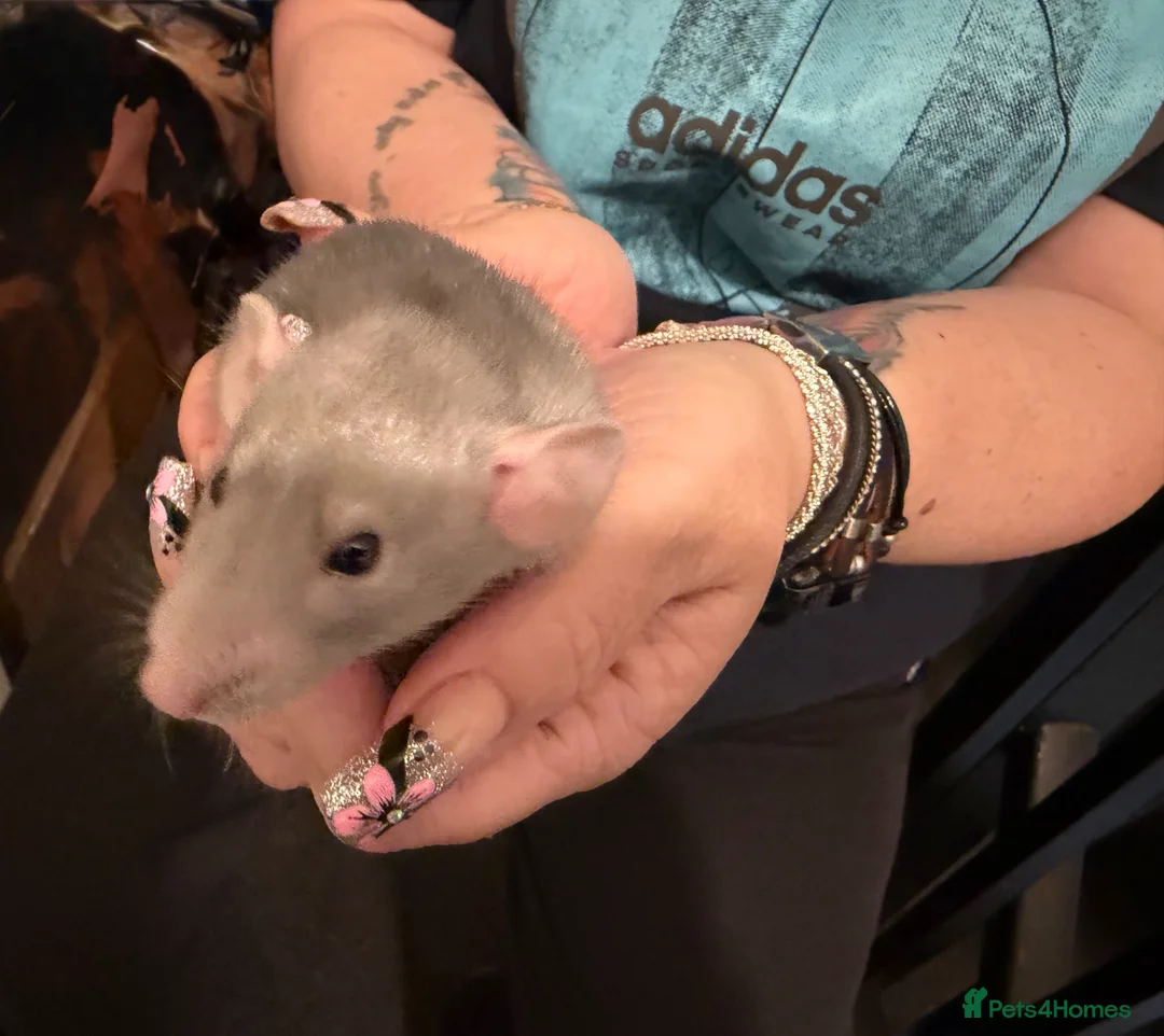 Rat rodents for sale: Adorable baby dumbo rats  - Advert 2