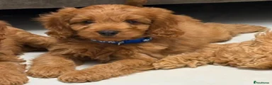 Cavapoo 2