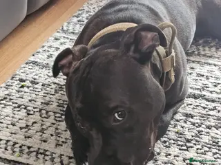 Mixed Breed dogs Staffie - Advert 10