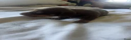 Dachshund dogs for sale: 3 beautiful dachshund pups  - Advert 3