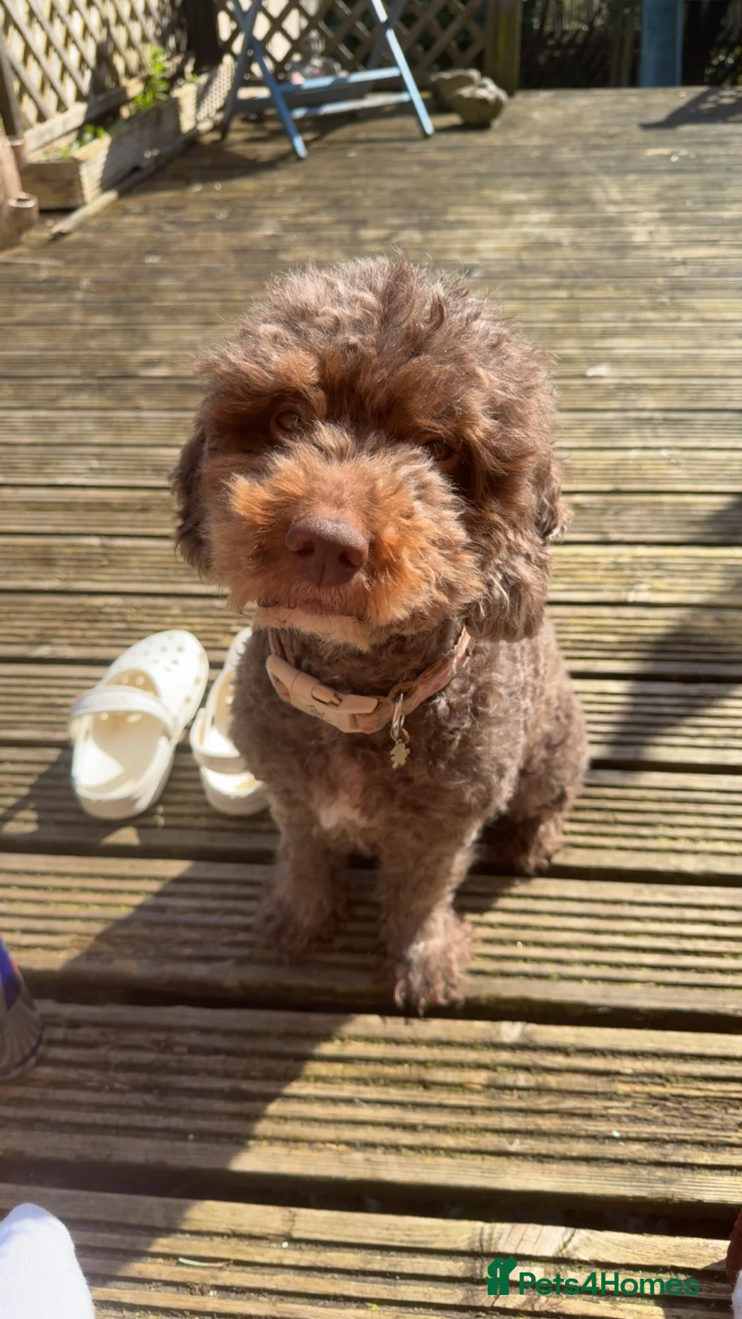 Cockapoo dogs for sale: Stunning cockapoo puppies  - Advert 5
