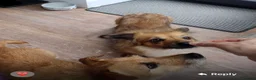 Mixed Breed dogs for adoption: Little Amber is waiting patiently for her new home - Advert 9