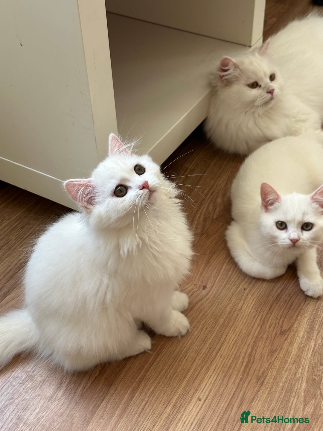 British Shorthair cats for sale: Gorgeous British Longhair & Shorthair Kittens - Advert 8