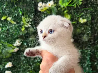 Scottish Fold cats Pure Breed Scottish Fold/Straight Kittens. - Advert 1