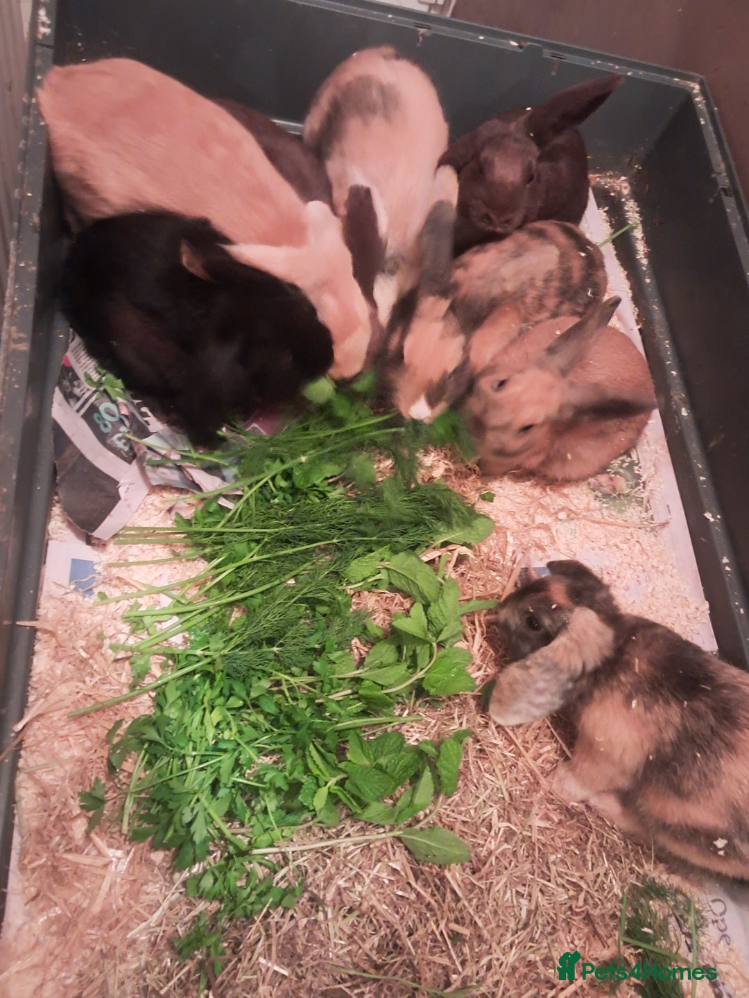 Mixed Breed rabbits for sale: Free to loving forever homes  - Image 14