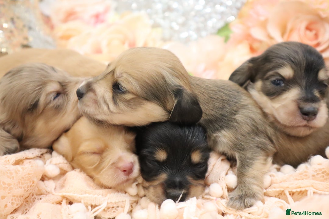 Miniature Dachshund dogs for sale: KC Longhair Miniature Dachshund Puppies - Image 32
