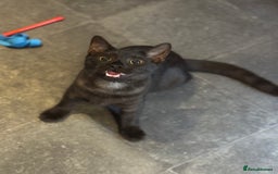 Egyptian Mau cats for sale: TICA reg Spotted EgyptianMau x Bengal LOWEST PRICE - Image 9