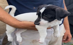 Jack Russell dogs for sale: 2 Jack Russell Girls Left  - Image 4