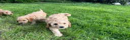 Cavapoo dogs for sale: Cavapoo puppy’s for sale  - Advert 15