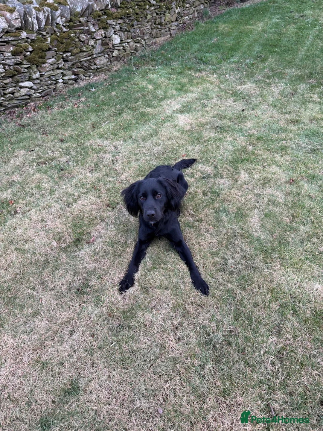 Mixed Breed dogs for sale: Bear Cocker x Collie 9 months  in Turriff - Advert 3