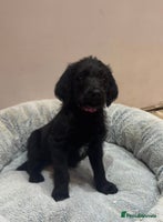 Labradoodle dogs Labradoodles - Advert 1