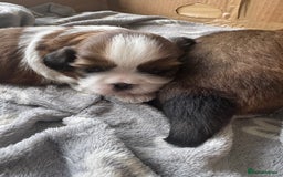 Shih Tzu dogs for sale: Beautiful Shih Tzu Pups - Image 19