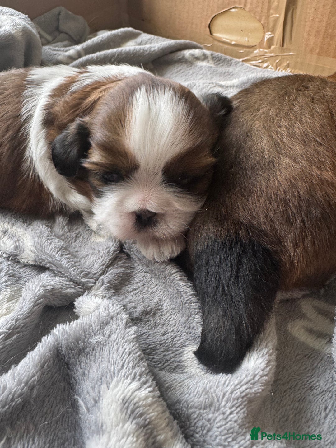 Shih Tzu dogs for sale: Beautiful Shih Tzu Pups - Image 19