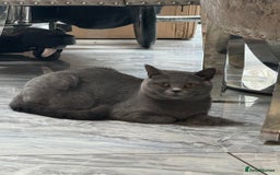 British Shorthair cats for sale: Rare opportunity rehoming all our cats & kittens - Image 3
