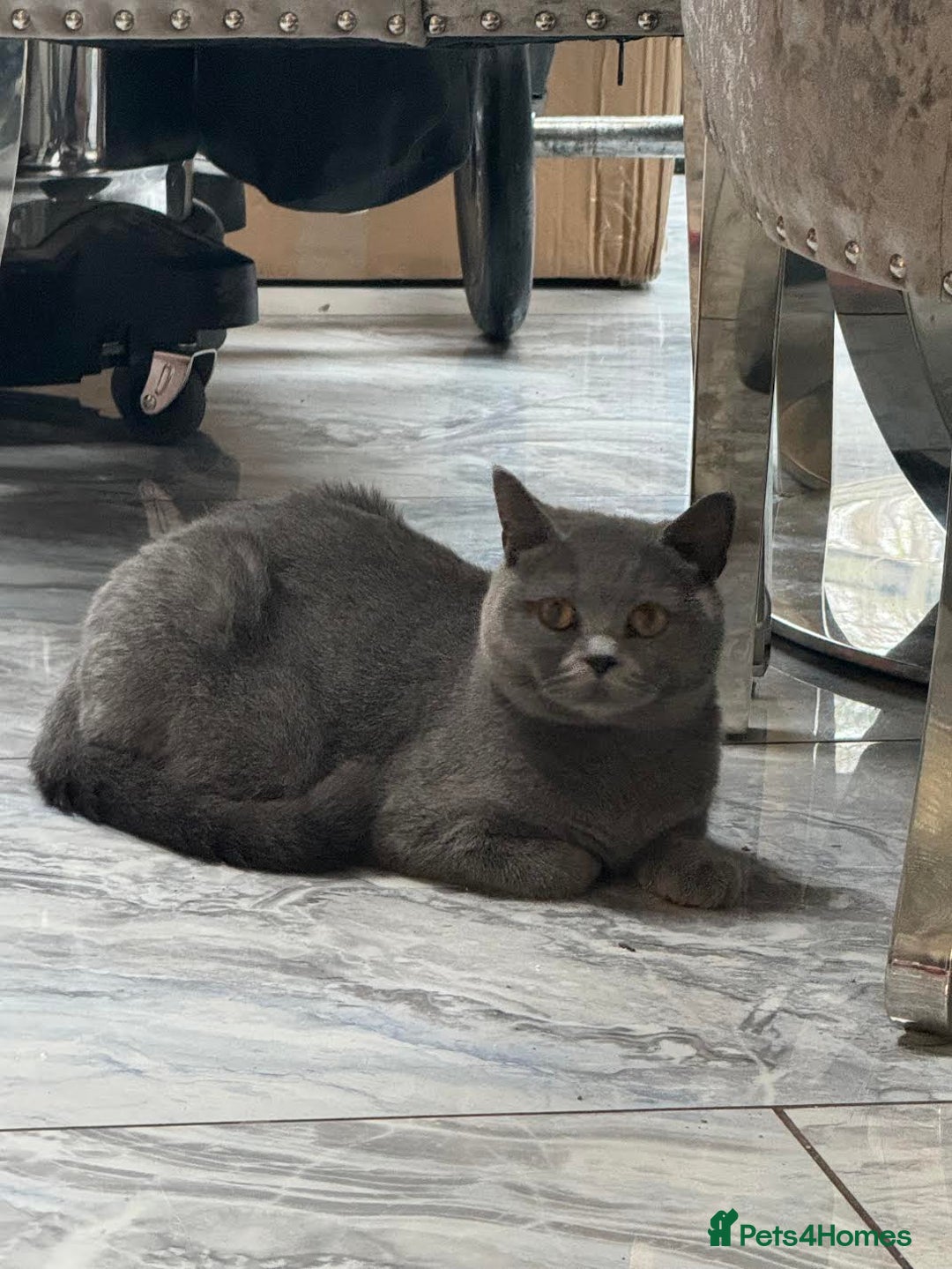 British Shorthair cats for sale: Rare opportunity rehoming all our cats & kittens - Image 3