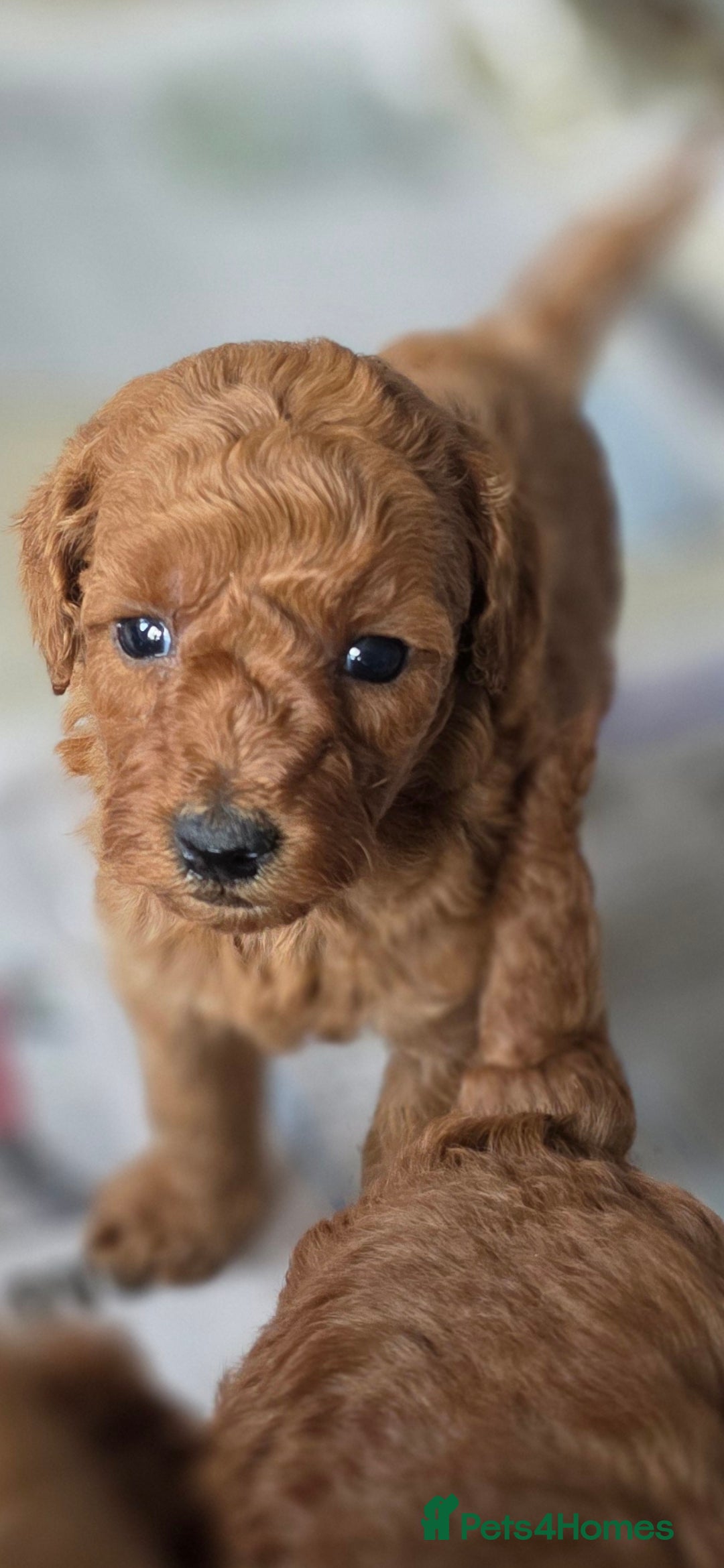 Miniature Poodle dogs for sale: MINIATURE POODLE PUPPIES - Image 16