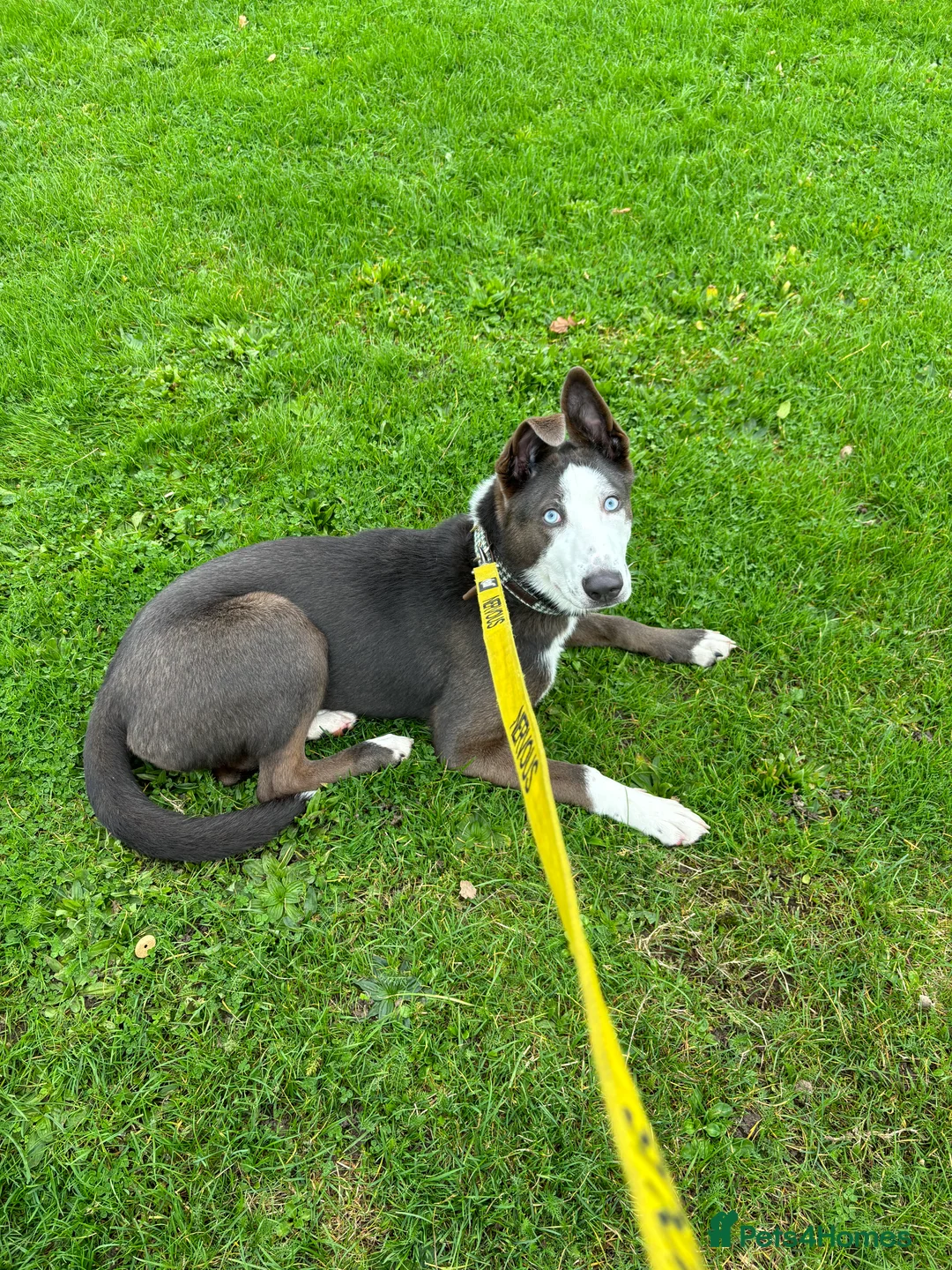 Shepsky dogs for sale: Energetic/friendly female dog - Advert 5