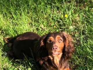 Cocker Spaniel dogs in Redcar - Advert 27