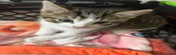 British Shorthair cats for sale: 4 adorable kittens looking for loving homes - Advert 3