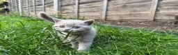 British Shorthair cats for sale: British shorthair kittens  - Advert 14