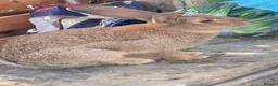 Continental Giant rabbits for sale: Continental Giants  - Advert 4