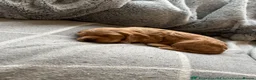 Cockapoo dogs for sale: Extensively Health Tested Parents! Beautiful! - Advert 14