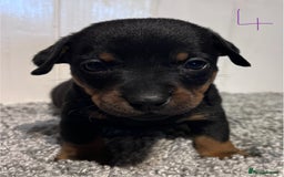 Lancashire Heeler dogs for sale: Lancashire Heelers - Image 28
