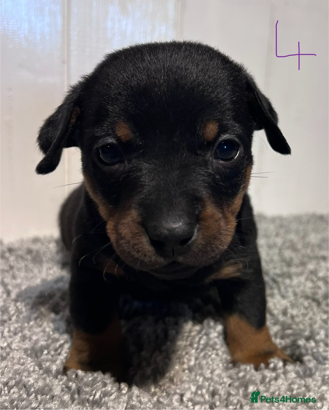 Lancashire Heeler dogs for sale: Lancashire Heelers - Image 28