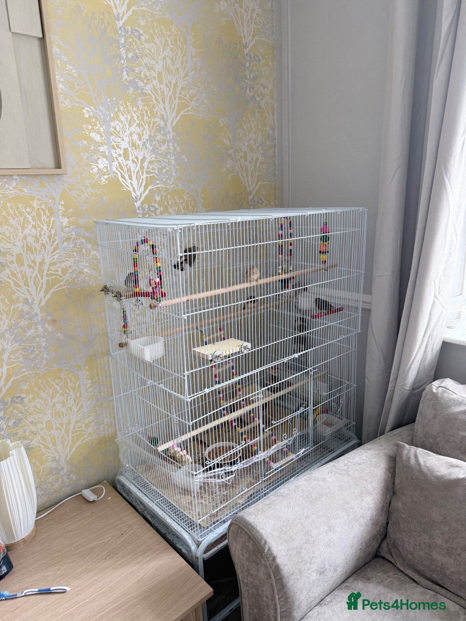 Finches birds for sale: 5 zebra finches with large cage  - Advert 1