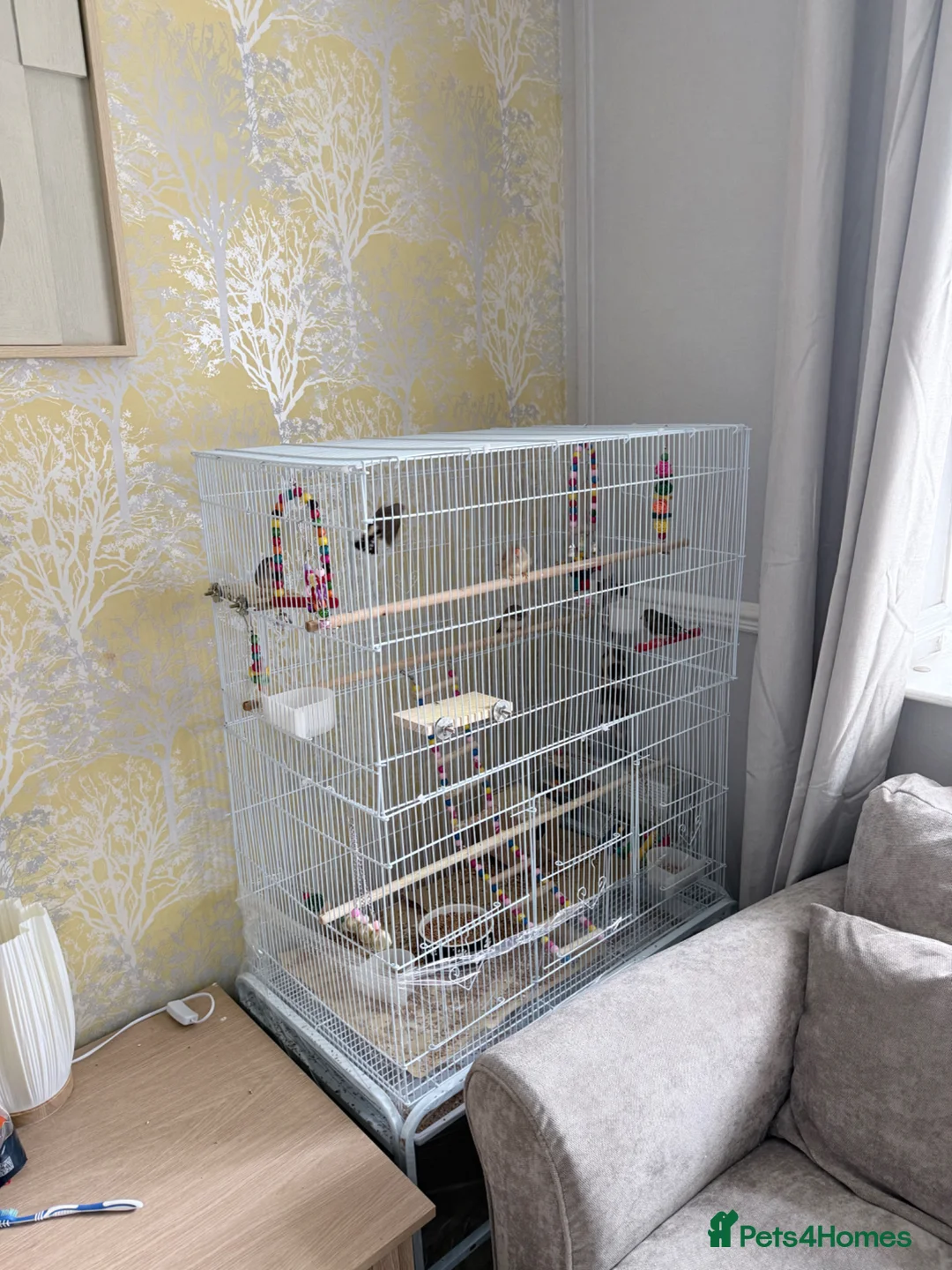 Finches birds for sale: 5 zebra finches with large cage  - Advert 1