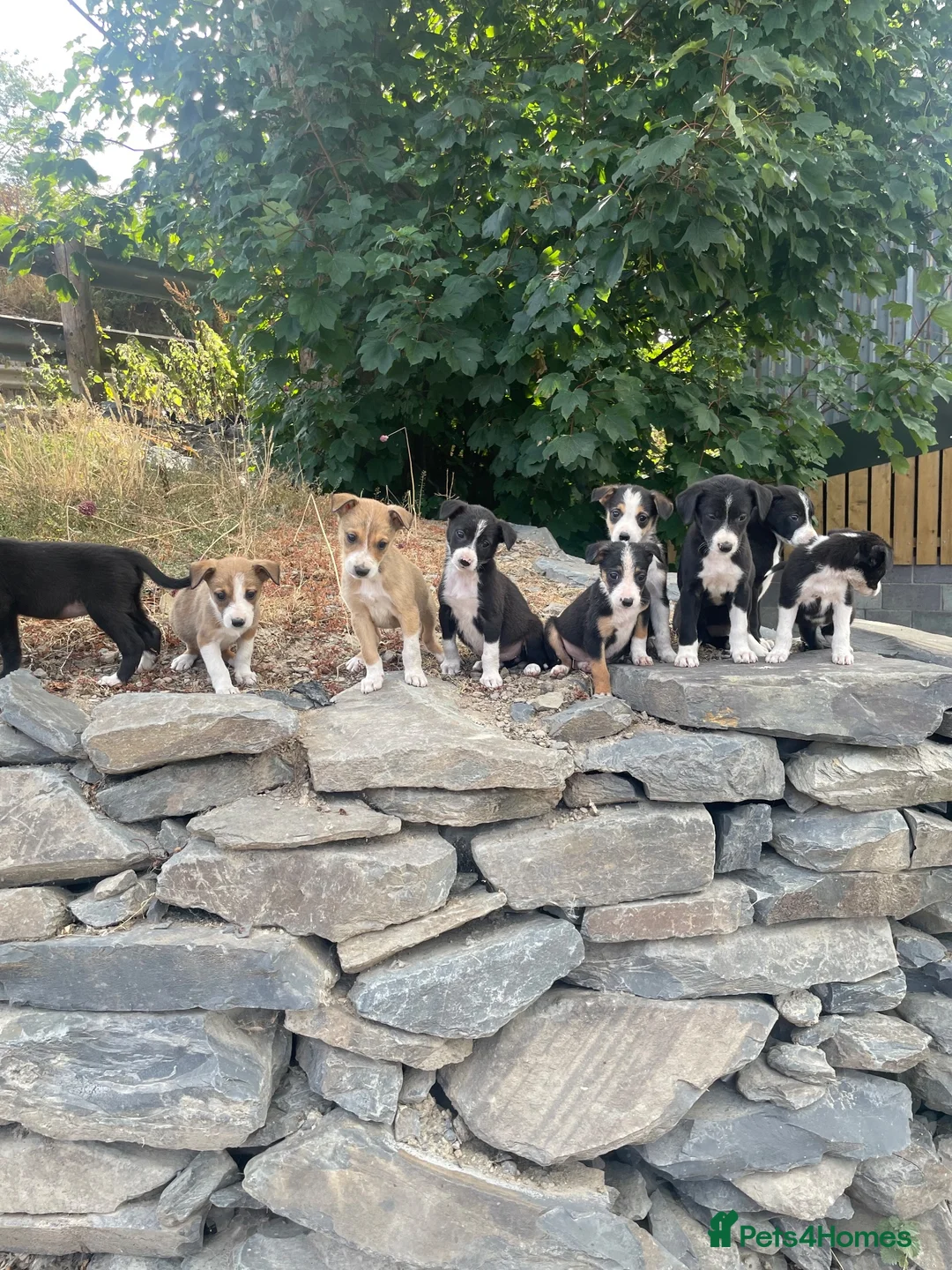Mixed Breed dogs for sale: Working dogs - Advert 1