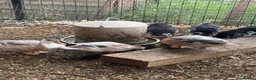 Ducks poultry for sale: Miniature silver appleyard ducks  - Advert 5