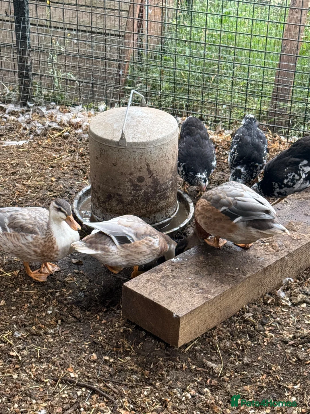 Ducks poultry for sale: Miniature silver appleyard ducks  - Advert 5