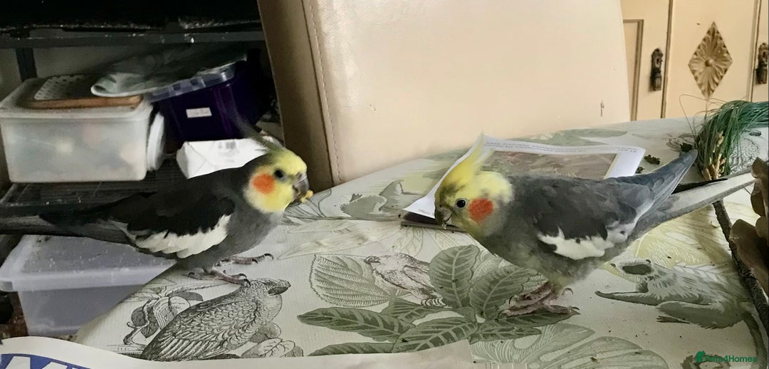 Cockatiels birds for sale: Pair of bonded male cockatiels hand reared tame - Image 5