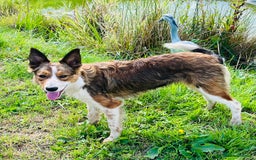 Border Collie dogs for sale: 2 x Collies (Sisters) - Image 5
