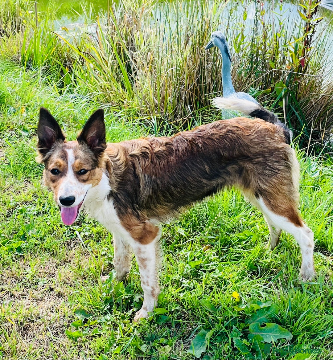 Border Collie dogs for sale: 2 x Collies (Sisters) - Image 5