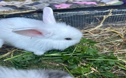 Lionhead rabbits for sale: 5 bunny’s looking for their forever home - Image 9