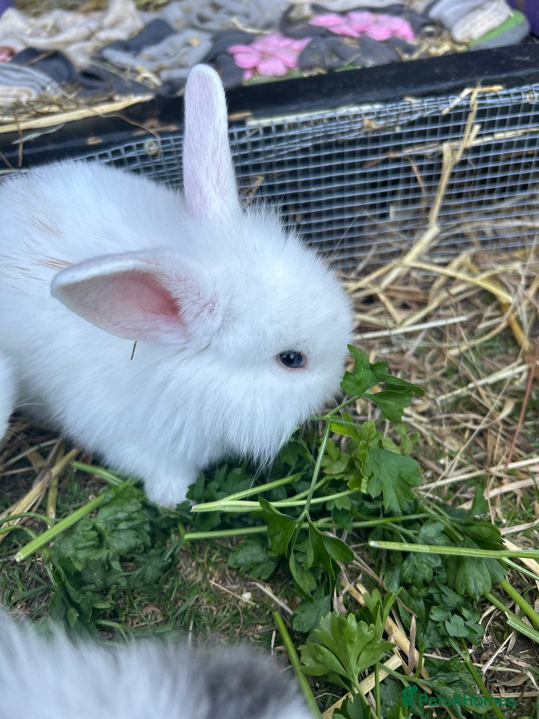 Lionhead rabbits for sale: 5 bunny’s looking for their forever home - Image 9