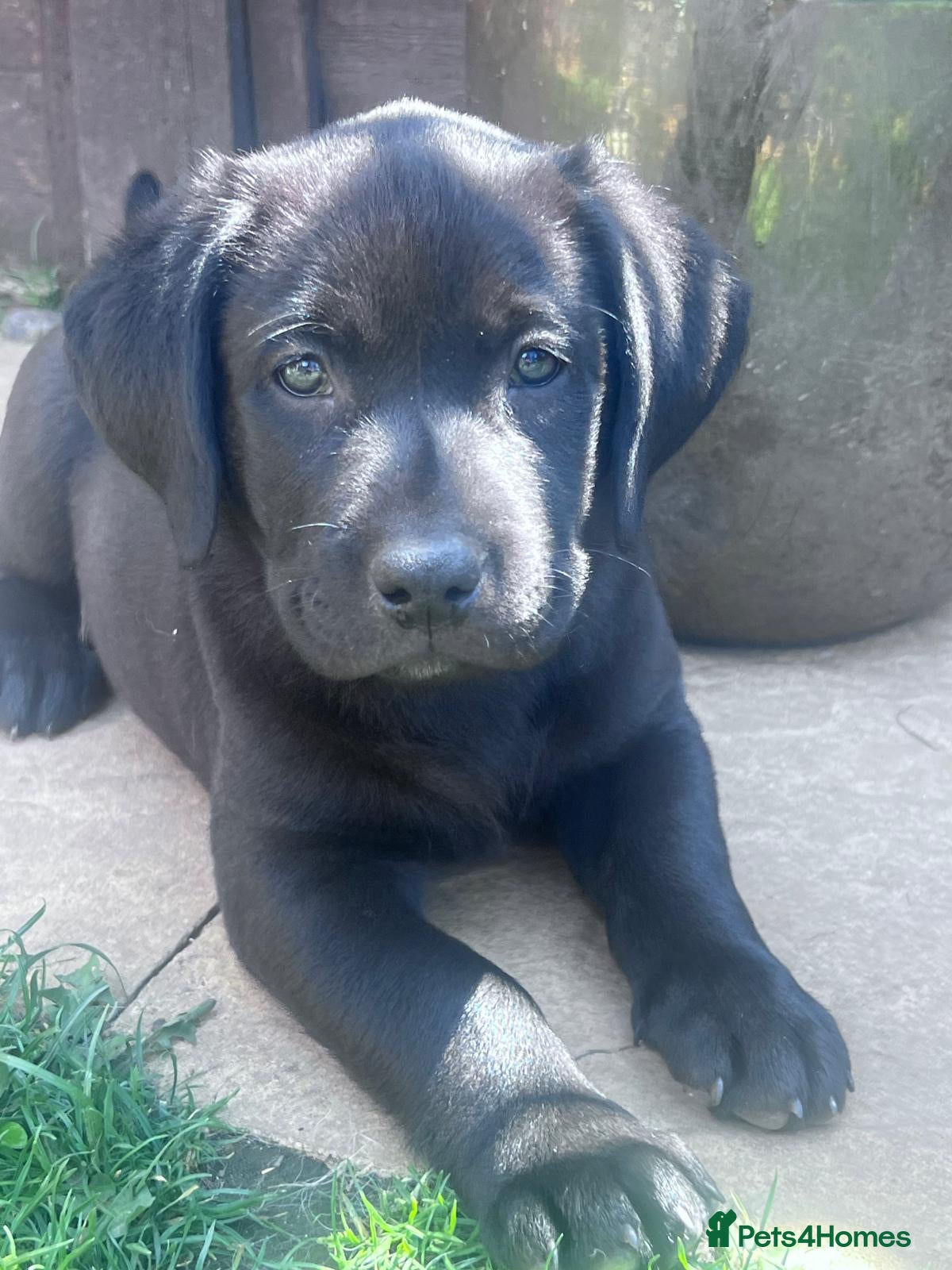 Labrador Retriever dogs for sale: 2 gorgeous black males ready for their homes - Advert 1