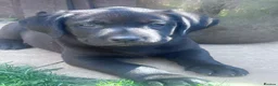 Labrador Retriever dogs for sale: 2 gorgeous black males ready for their homes - Advert 1