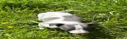 Whippet dogs for sale: KC registered whippet puppies  - Advert 11