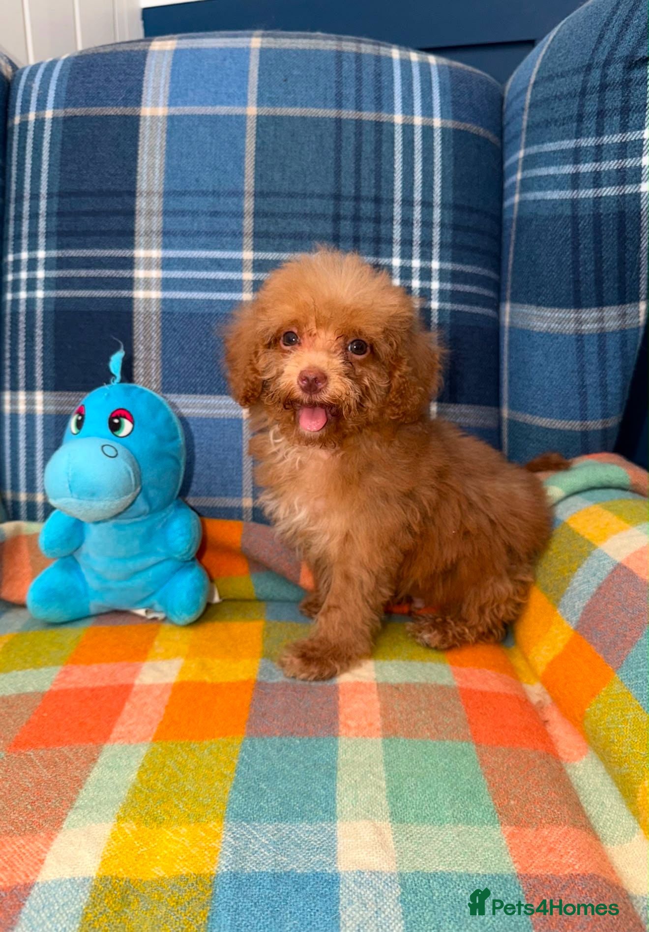 Miniature Poodle dogs Beautiful Mini Poodle Puppies - Ready Now  - Advert 1