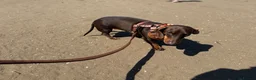Miniature Dachshund dogs for sale: 2.5 year old male miniature dachshund KC reg - Advert 4