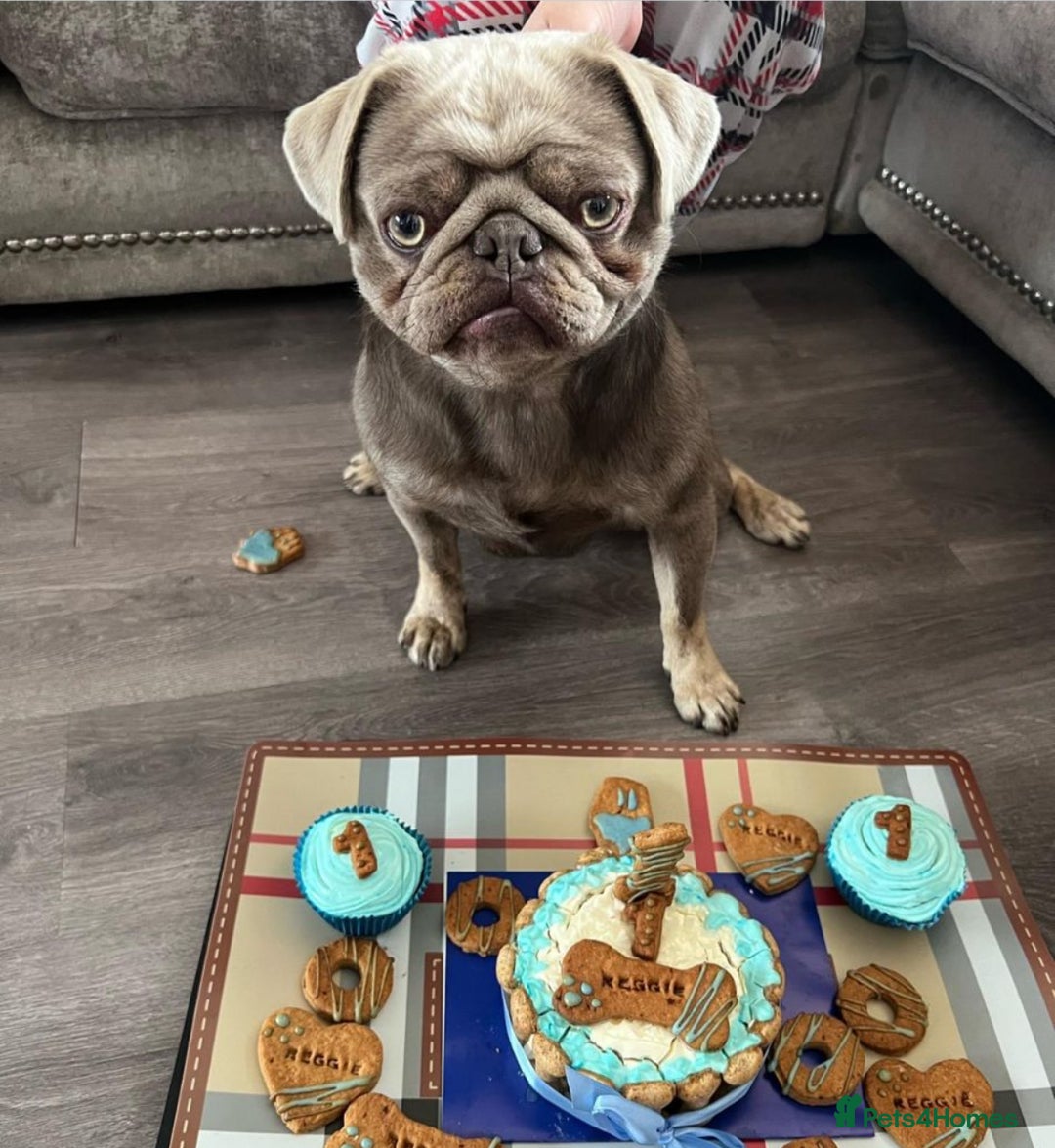 Pug dogs for sale: Reggie the pug - Image 3