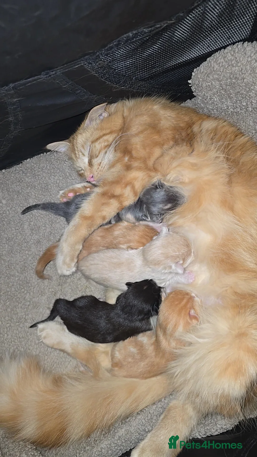 Mixed Breed cats for sale: Ragcoon mix last little girl - Advert 1